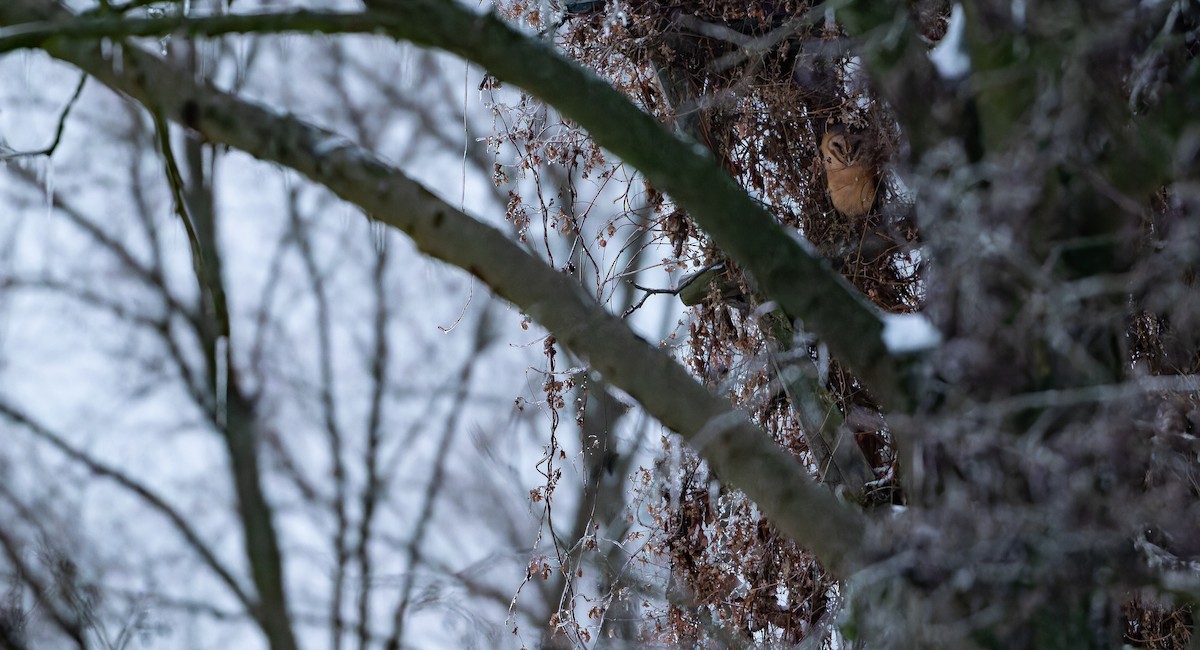 Barn Owl (Eurasian) - ML613549253