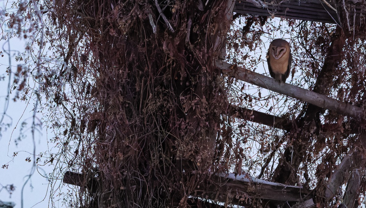 Barn Owl (Eurasian) - ML613549260