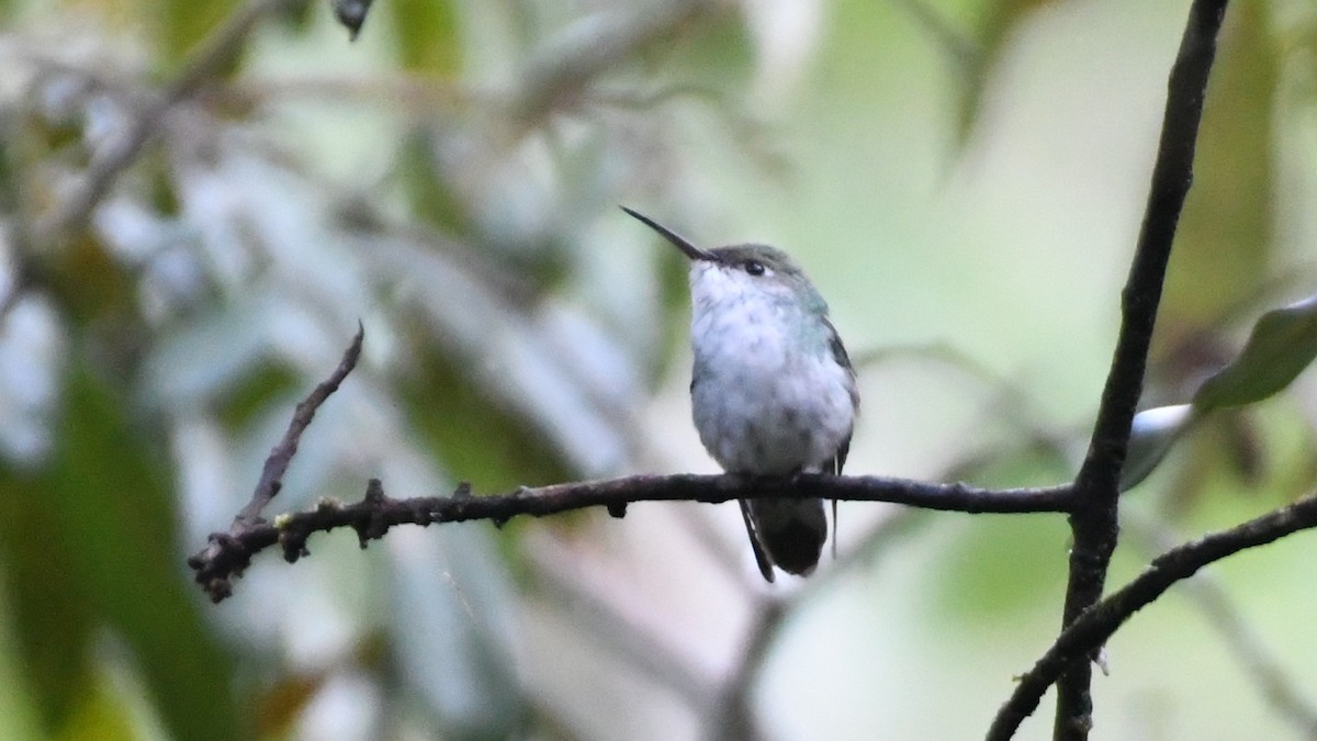Green-and-white Hummingbird - ML613549279
