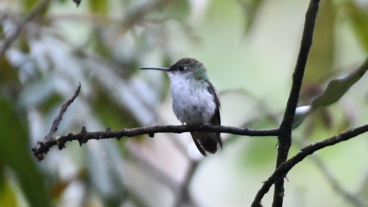 Green-and-white Hummingbird - ML613549282