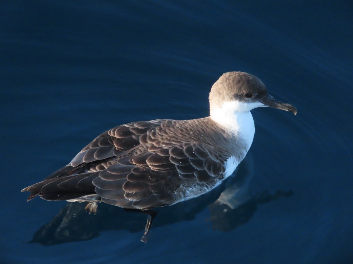 Great Shearwater - Rosa González Alcalde