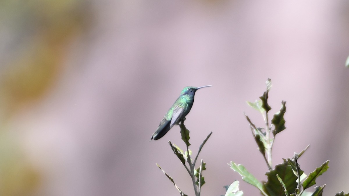 kolibřík modrolící - ML613549312