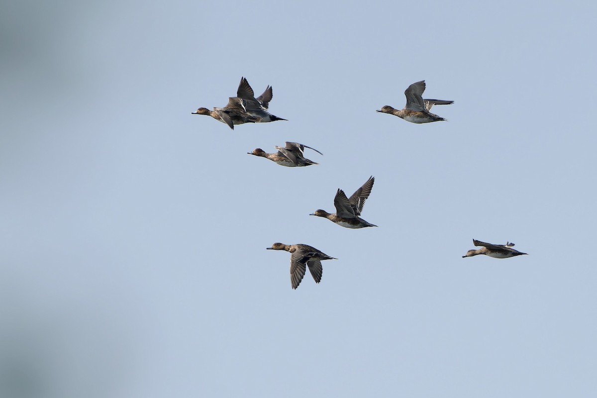 Eurasian Wigeon - Sam Hambly