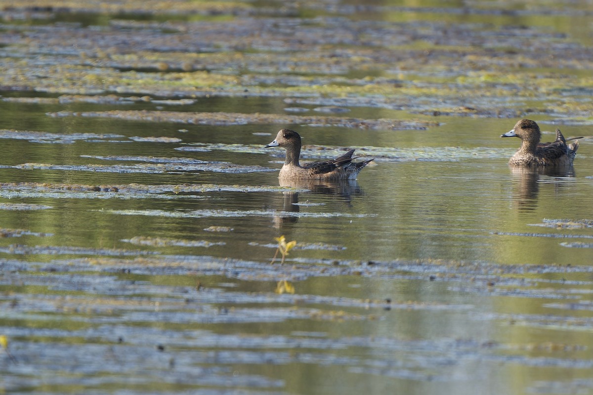 Eurasian Wigeon - Sam Hambly