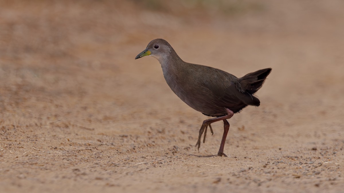 Brown Crake - Hari K Patibanda