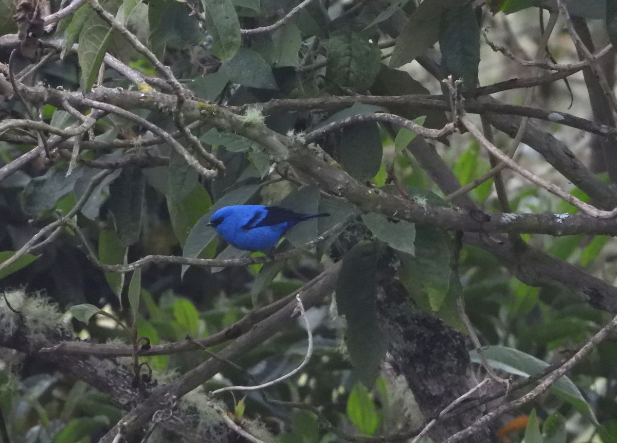 Blue-and-black Tanager - ML613549340