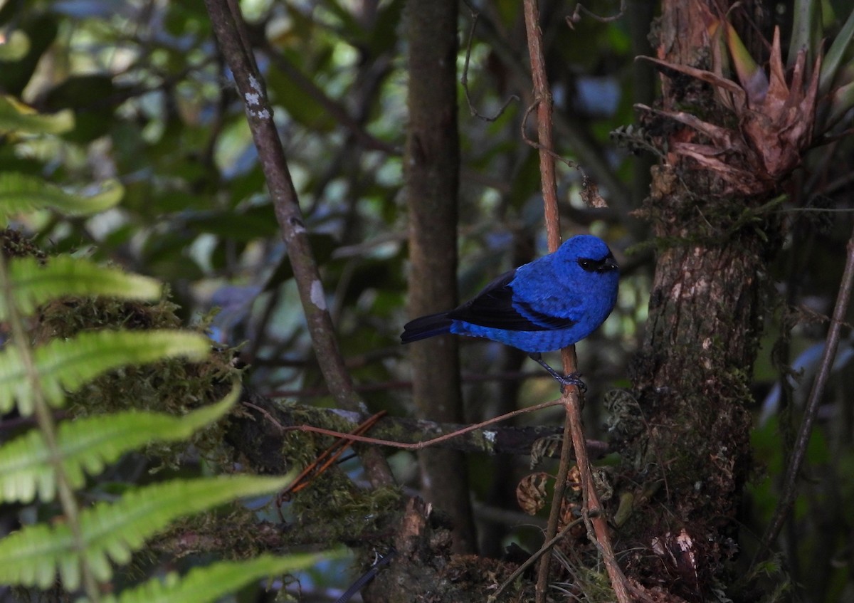 Blue-and-black Tanager - ML613549341