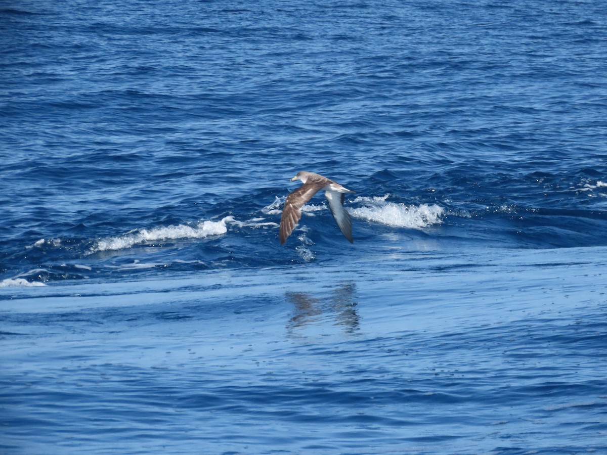 Cory's Shearwater - Rosa González Alcalde