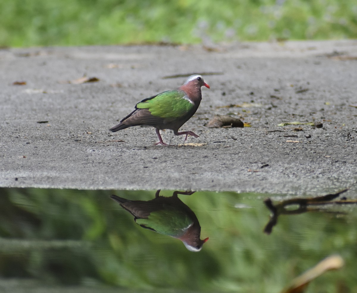 Asian Emerald Dove - Suraj shah