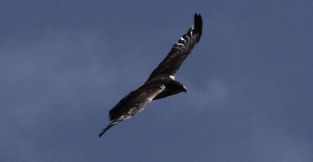 Ayres's Hawk-Eagle - Anabel&Geoff Harries