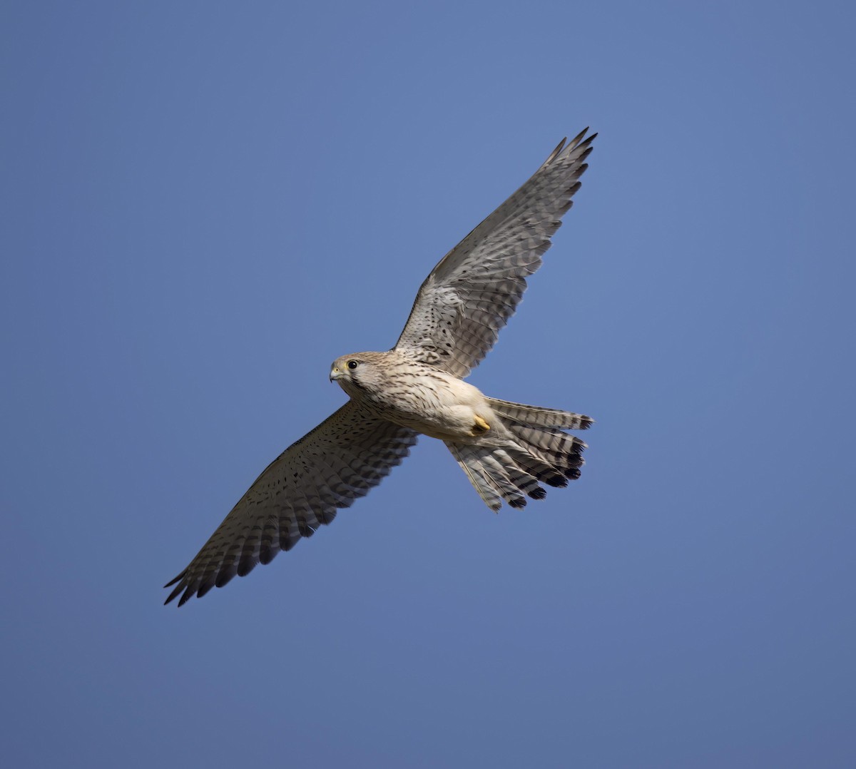 Eurasian Kestrel - ML613549620