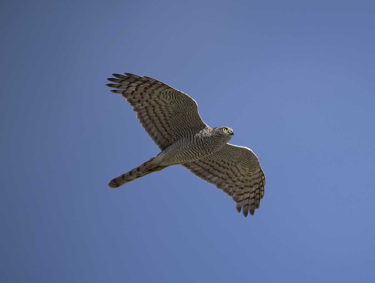 Eurasian Sparrowhawk - ML613549659