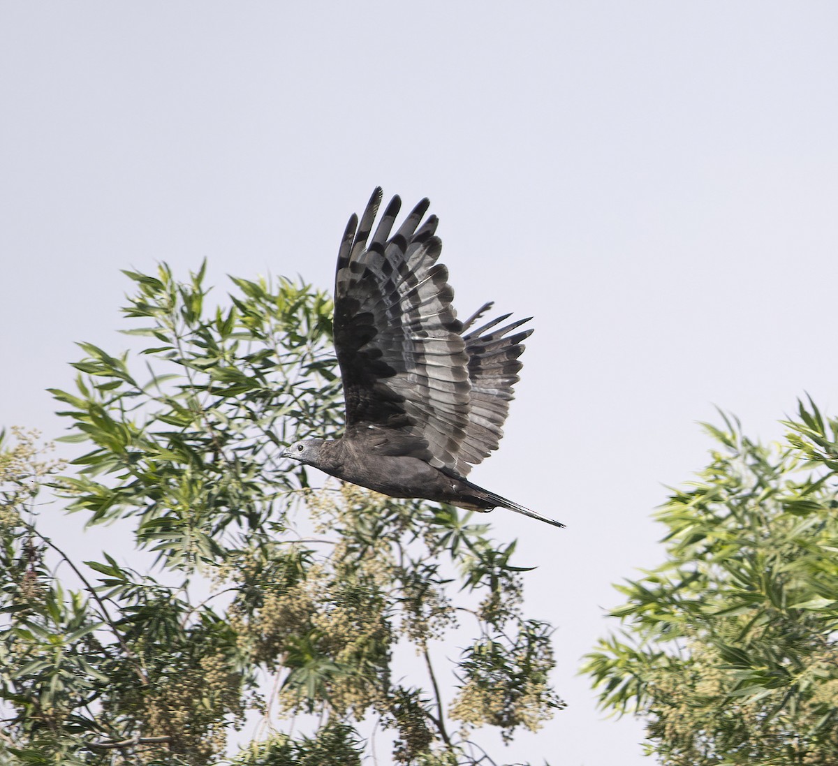 Oriental Honey-buzzard - ML613549665