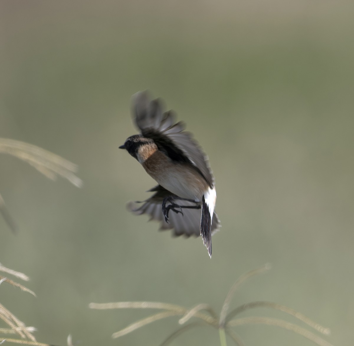 Siberian Stonechat - ML613549681