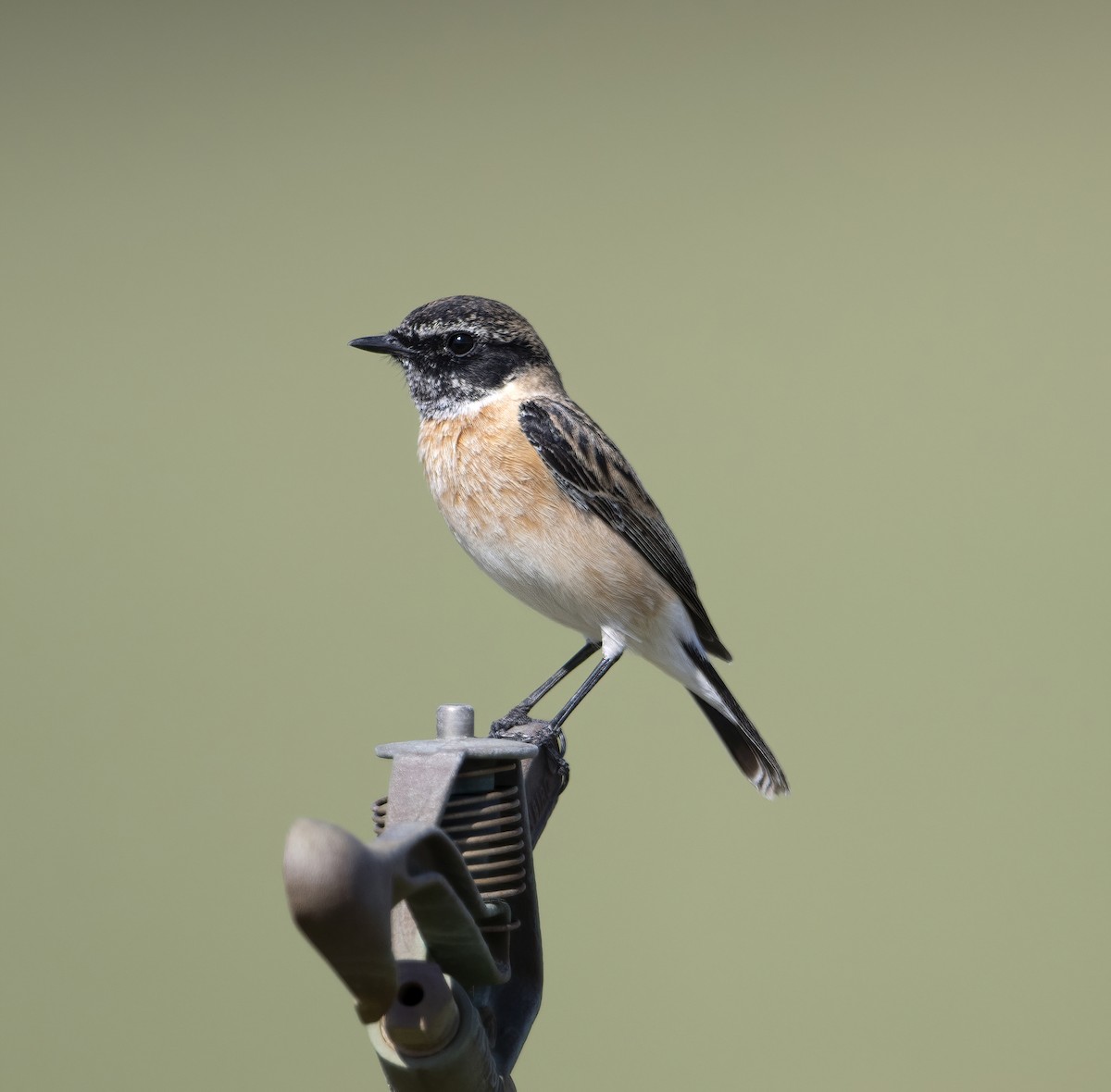 Siberian Stonechat - ML613549682