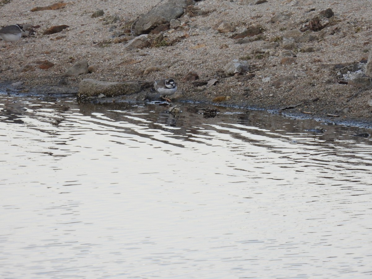 Long-billed Plover - ML613549717