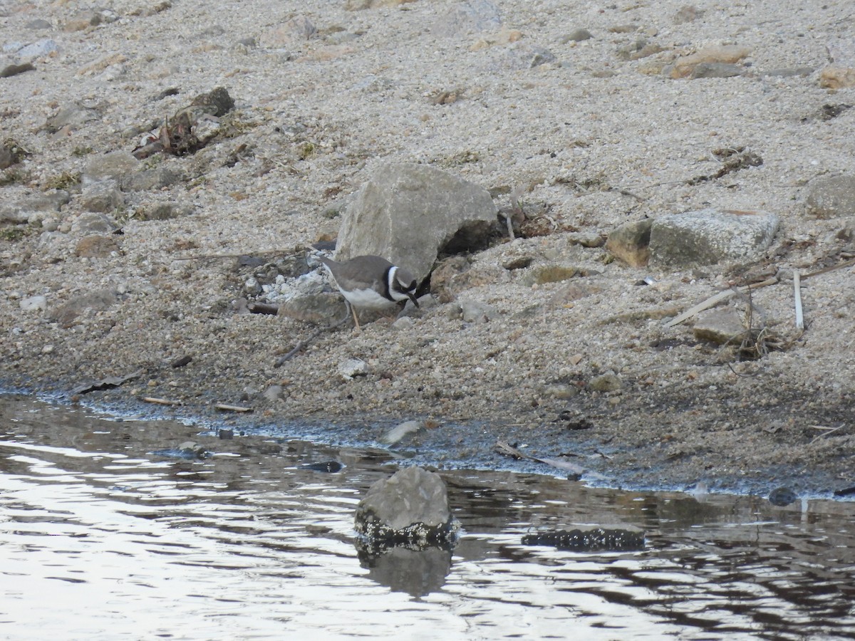 Long-billed Plover - ML613549718