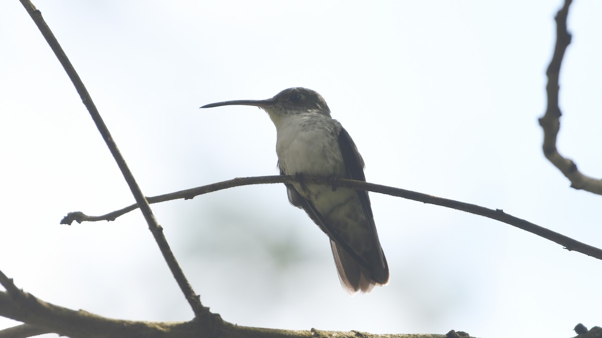 kolibřík bělobřichý - ML613549731