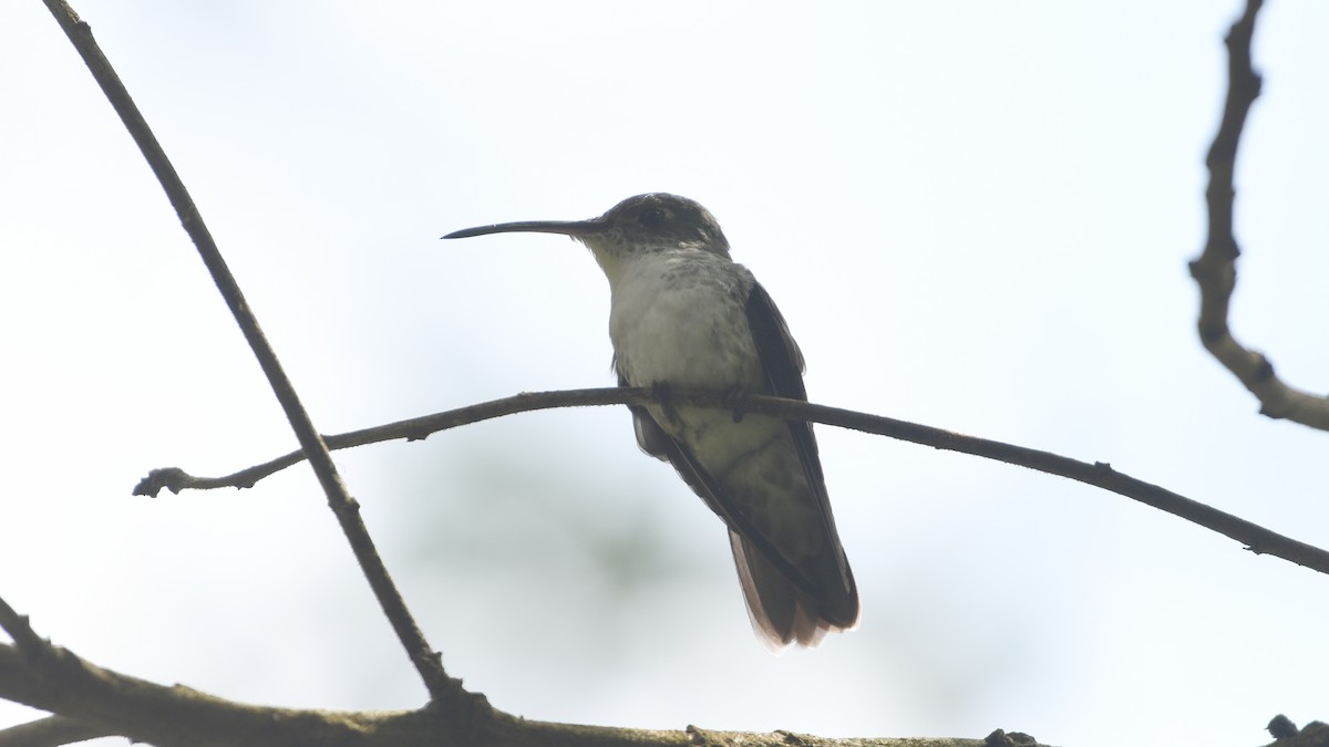 White-bellied Hummingbird - ML613549731