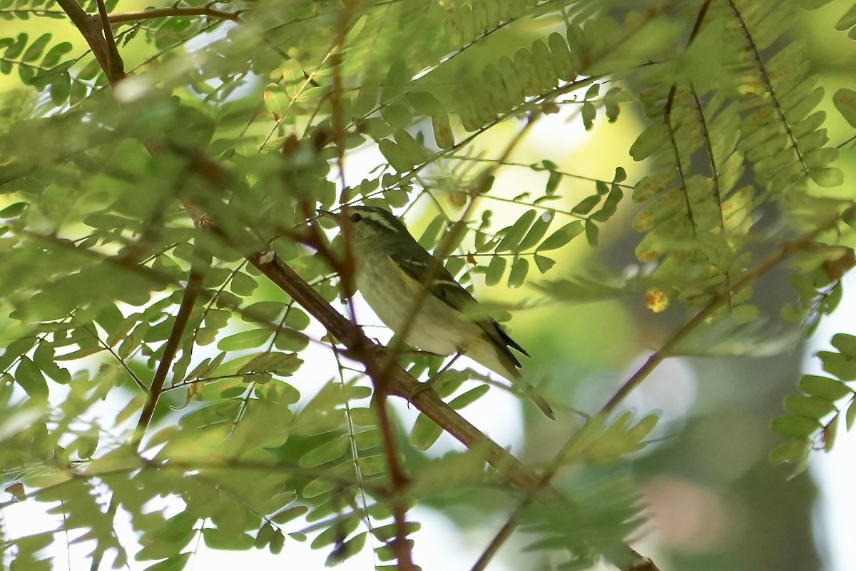 Yellow-browed Warbler - ML613549934
