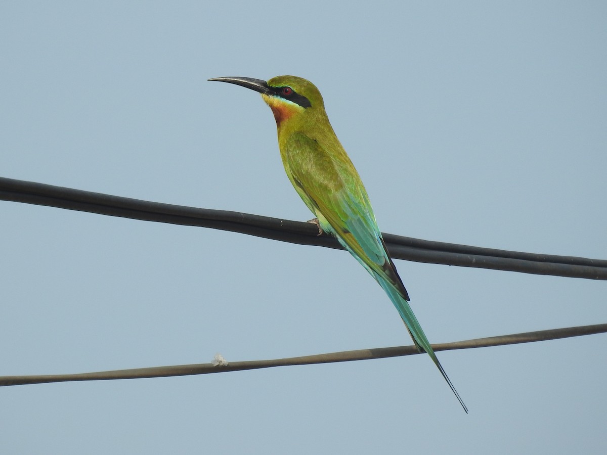 Blue-tailed Bee-eater - Matthieu Gauvain