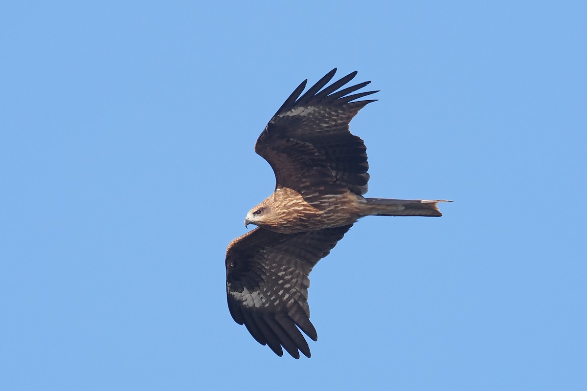 黑鳶 - ML613549947