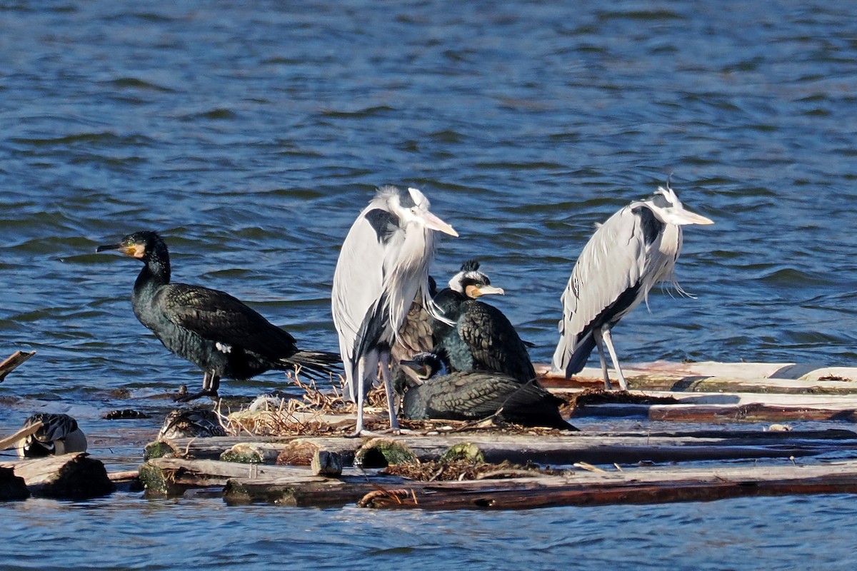 Gray Heron - ML613549951