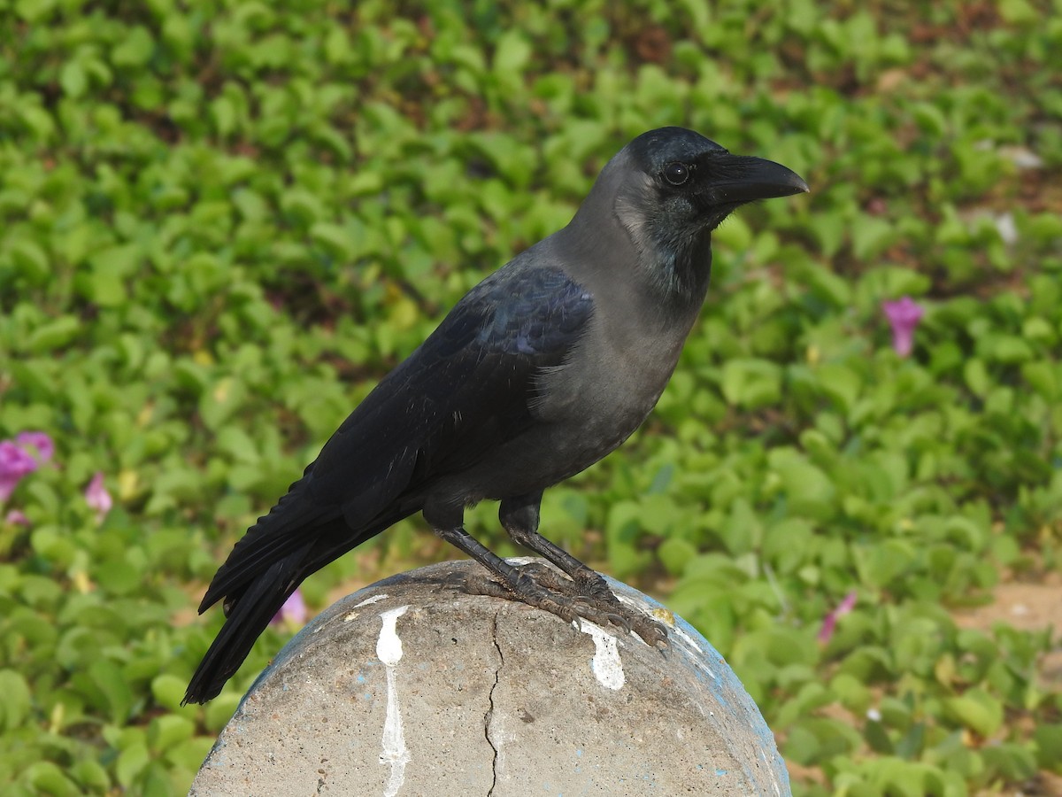 House Crow - Matthieu Gauvain