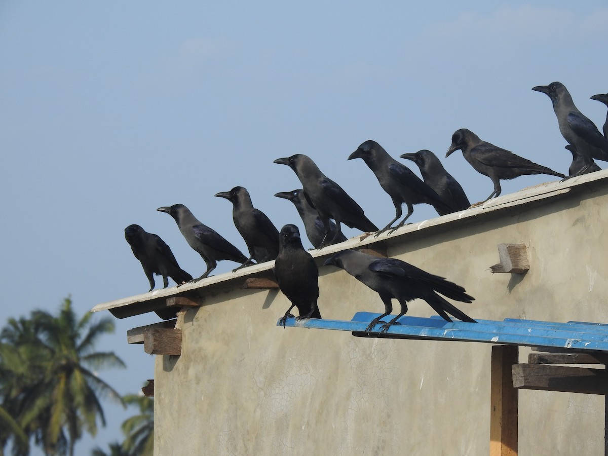 House Crow - Matthieu Gauvain