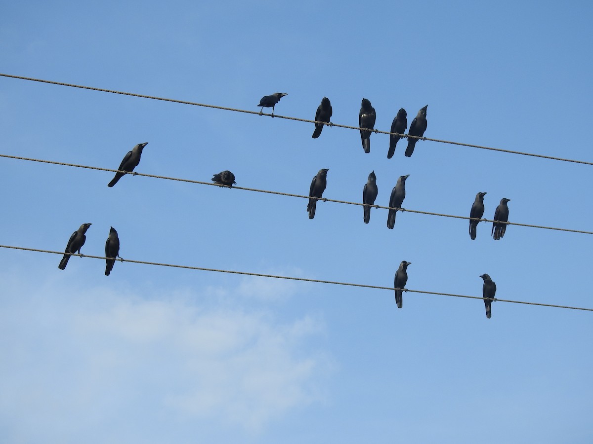 House Crow - Matthieu Gauvain