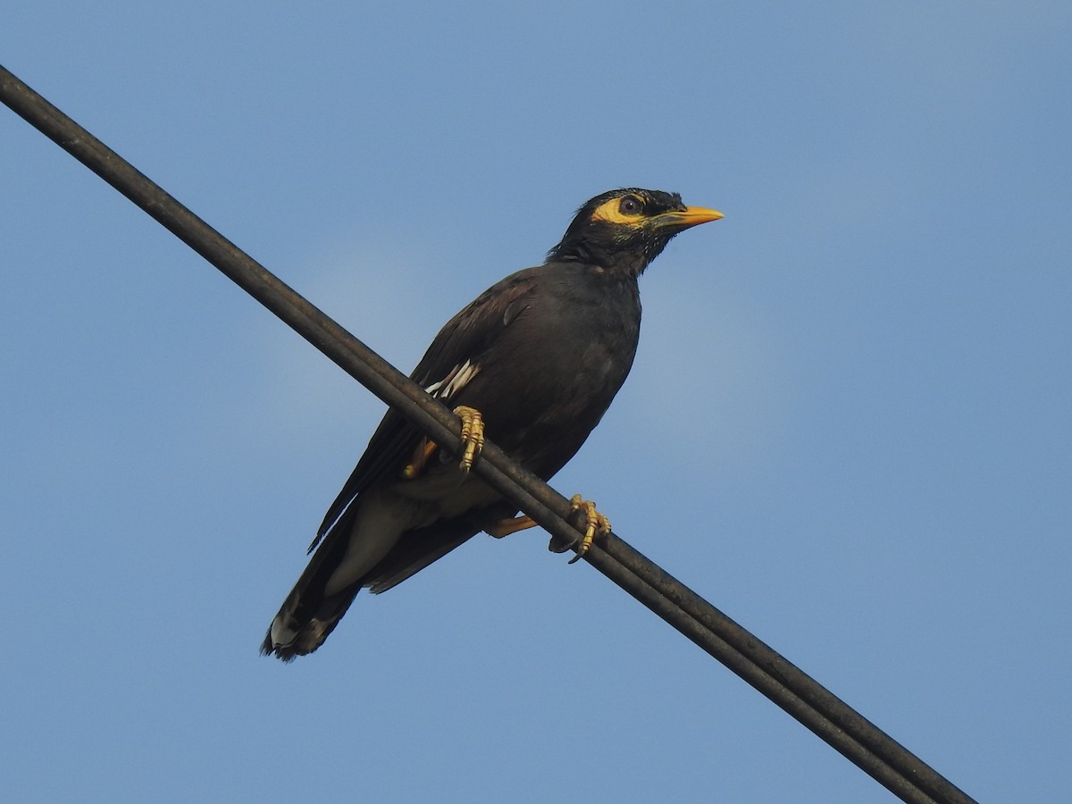 Common Myna - ML613549967