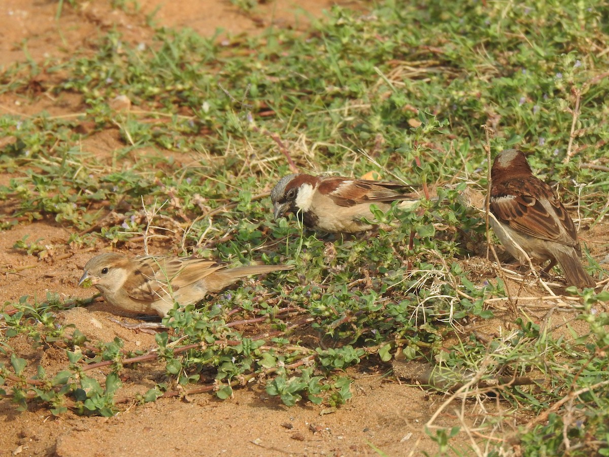 House Sparrow - Matthieu Gauvain