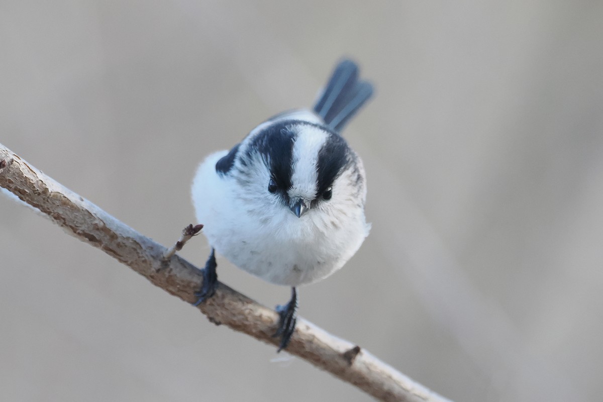 Long-tailed Tit - ML613550008