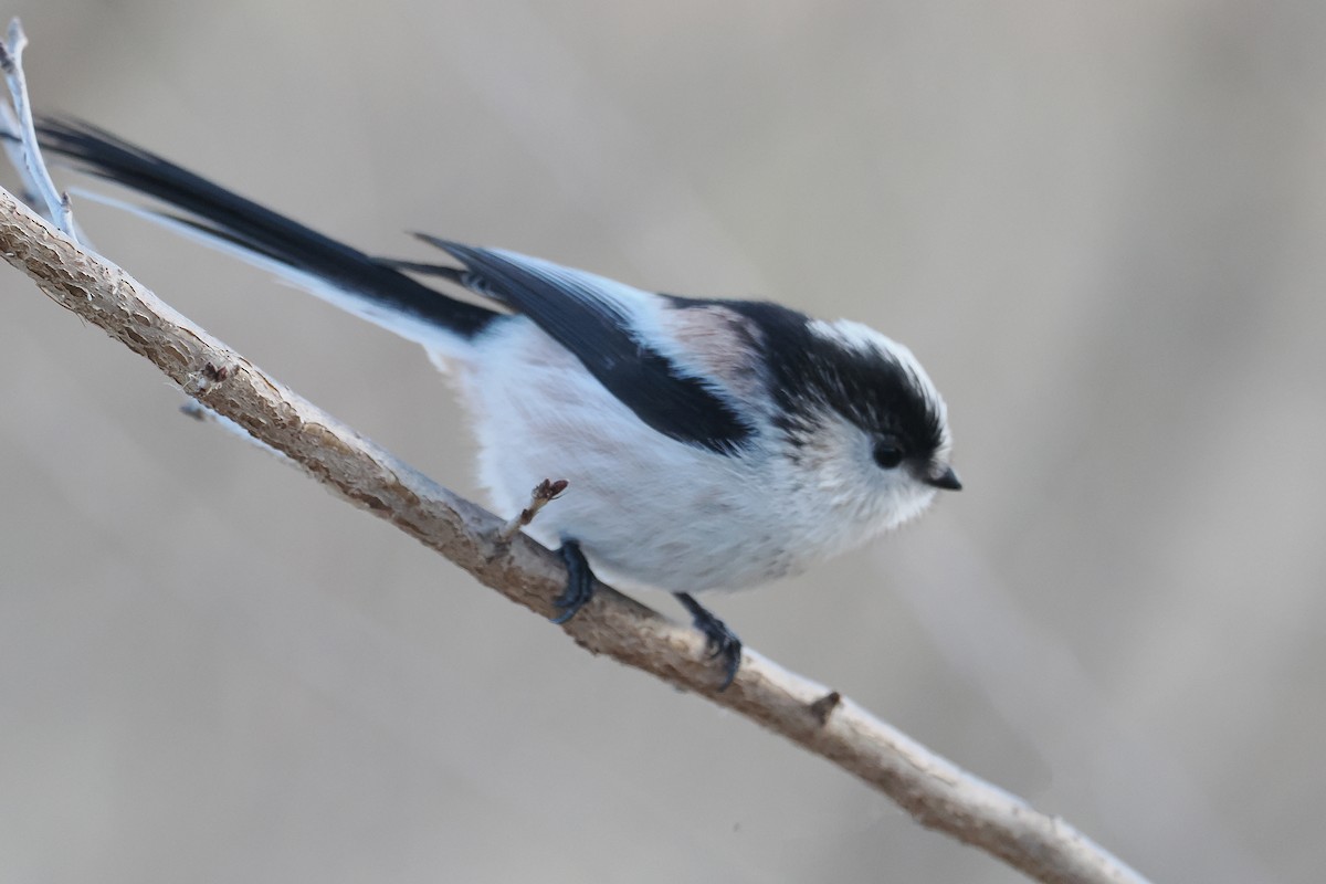 Long-tailed Tit - ML613550009