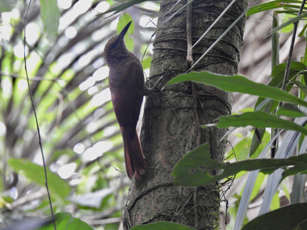 Ivory-billed Woodcreeper - ML613550019