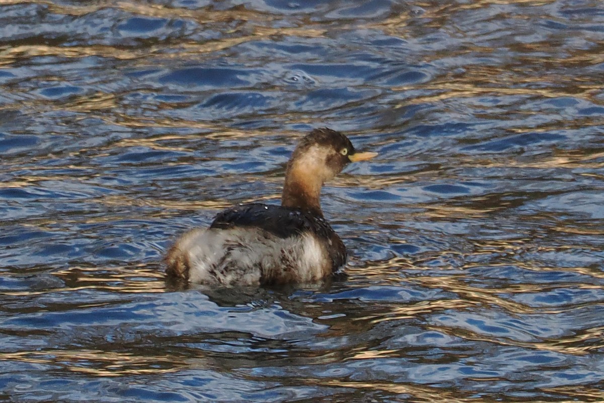 Little Grebe - ML613550022