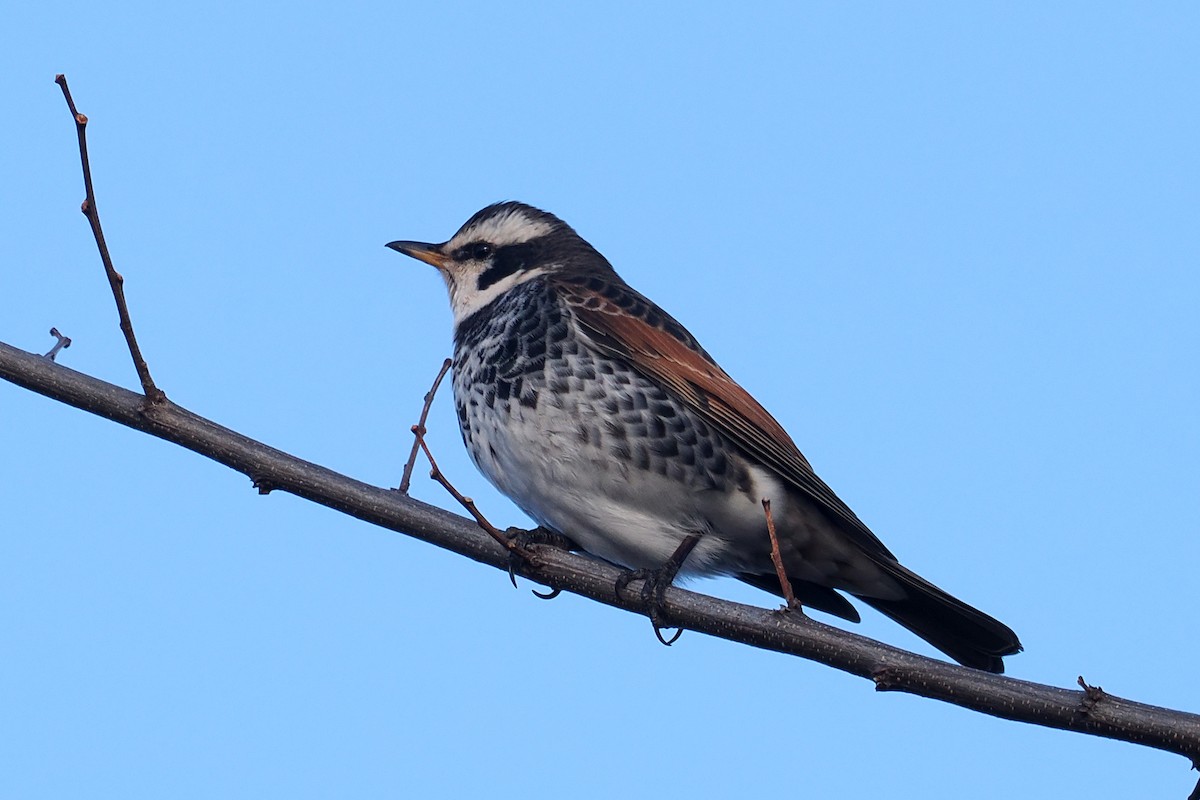 Dusky Thrush - ML613550033