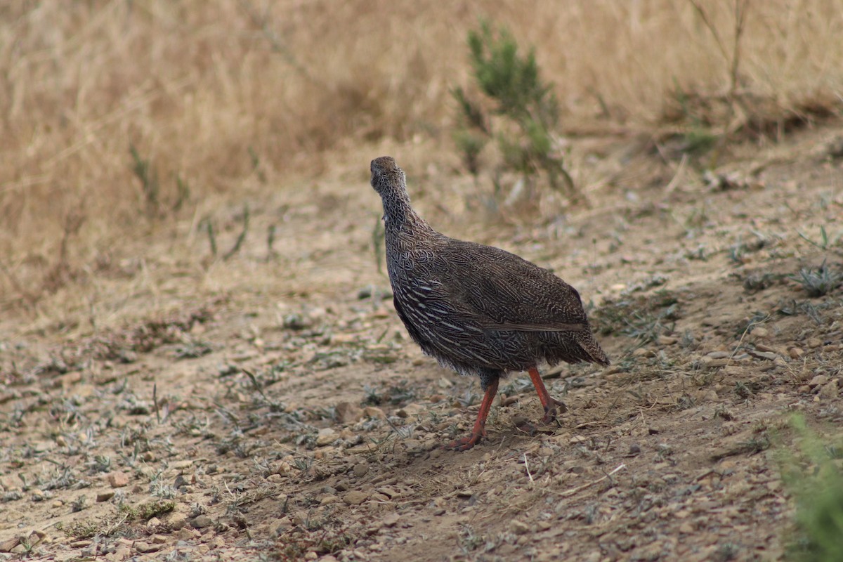 Cape Spurfowl - ML613550066