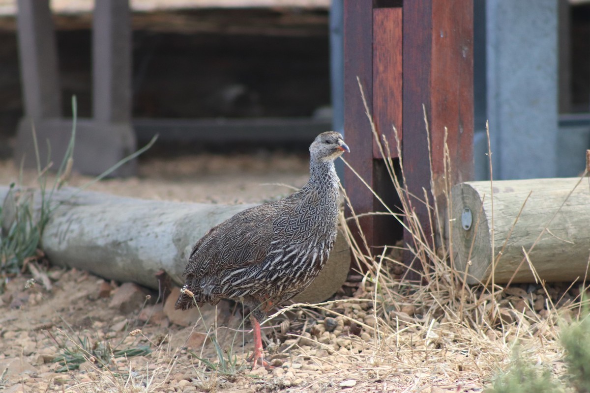 Cape Spurfowl - ML613550067