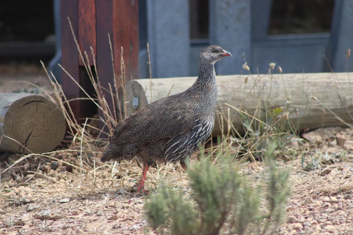 Cape Spurfowl - ML613550068