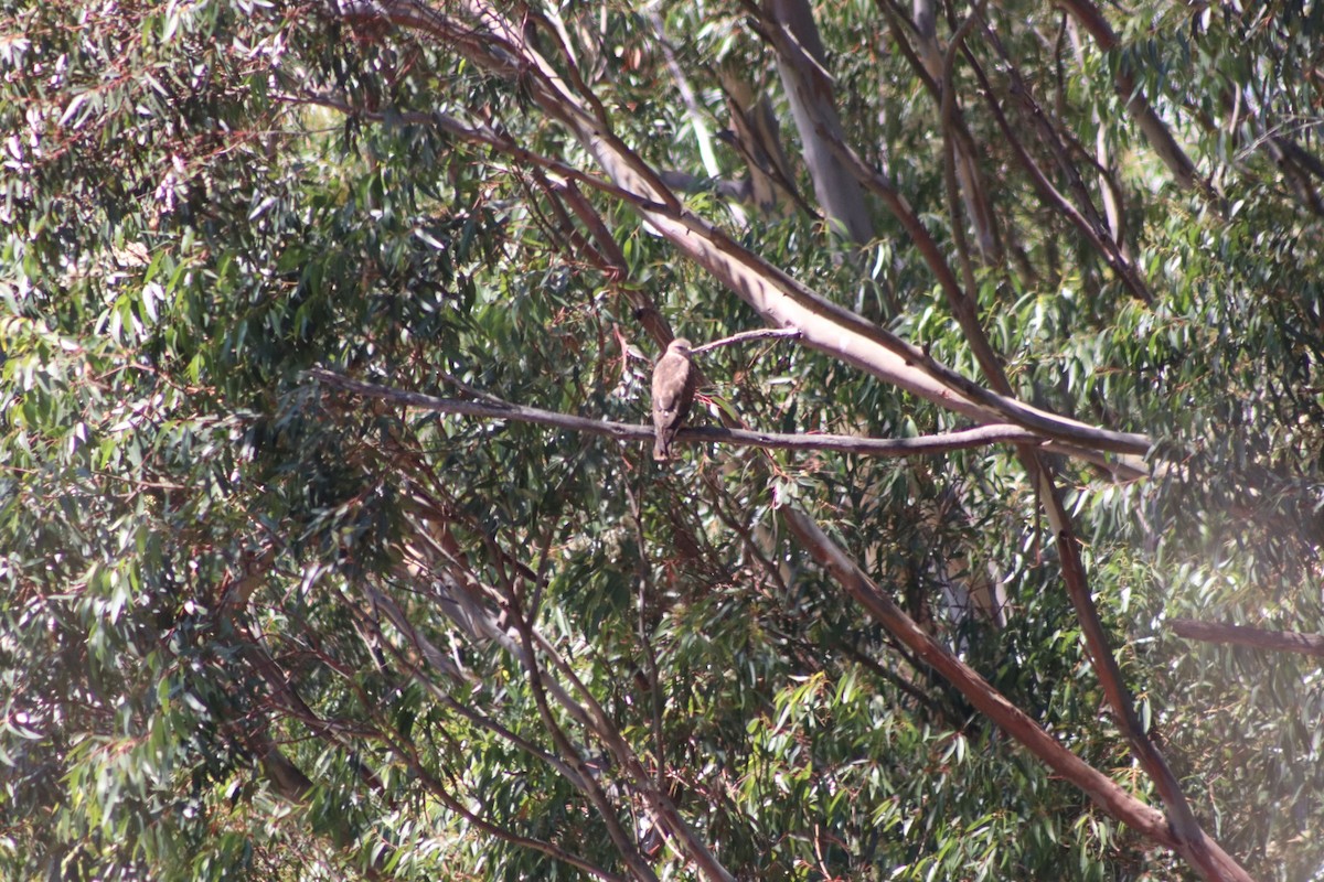 Common Buzzard - ML613550090