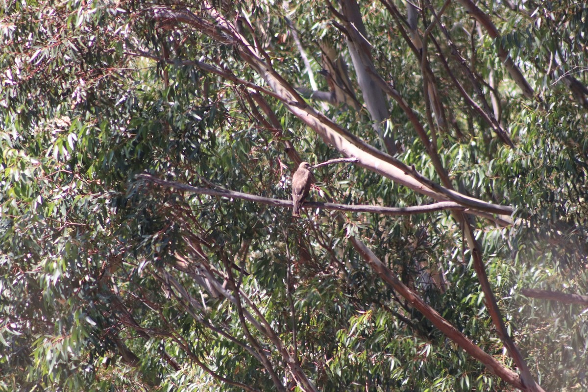 Common Buzzard - ML613550092