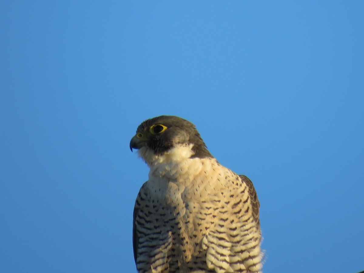 Peregrine Falcon - ML613550100