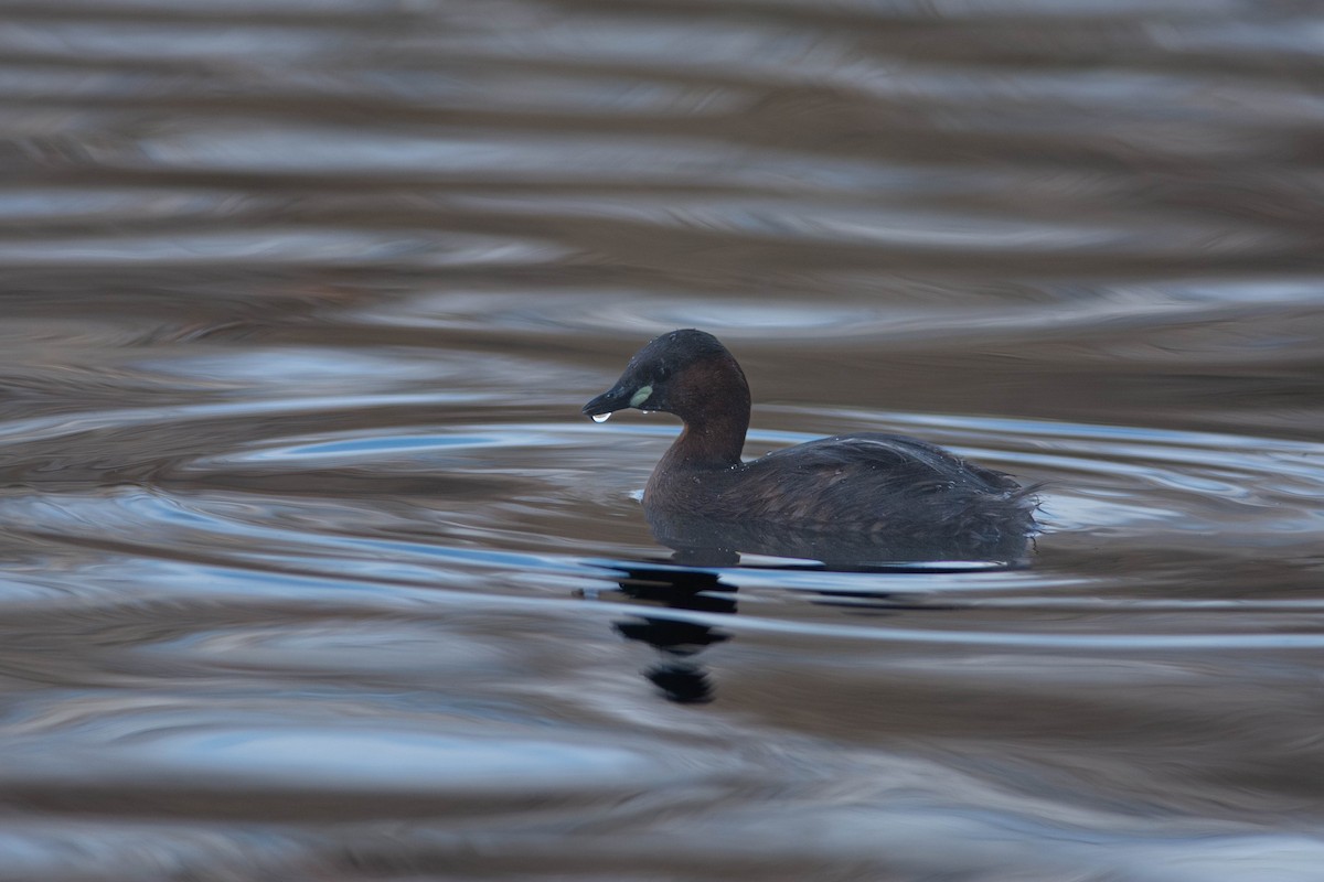 Little Grebe - ML613550101