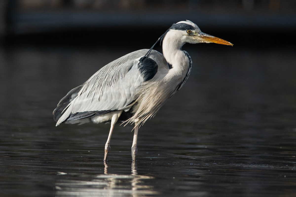 Gray Heron - ML613550103