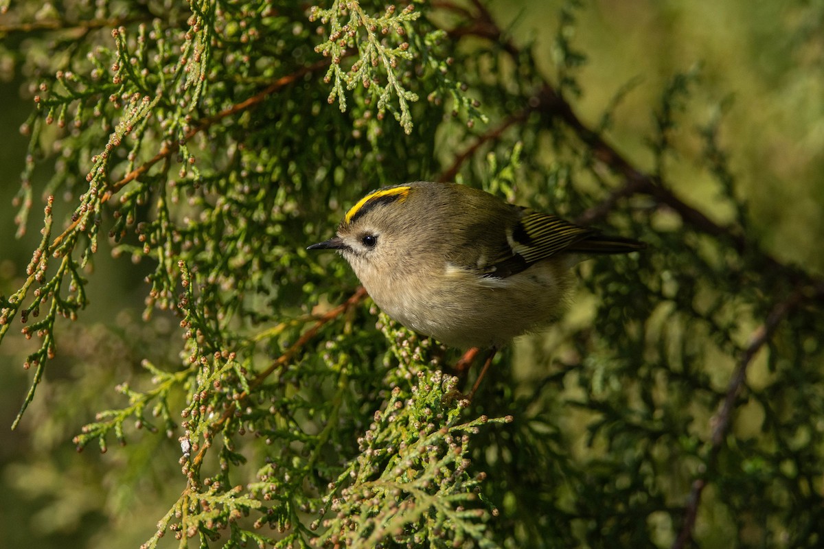 Goldcrest - ML613550108