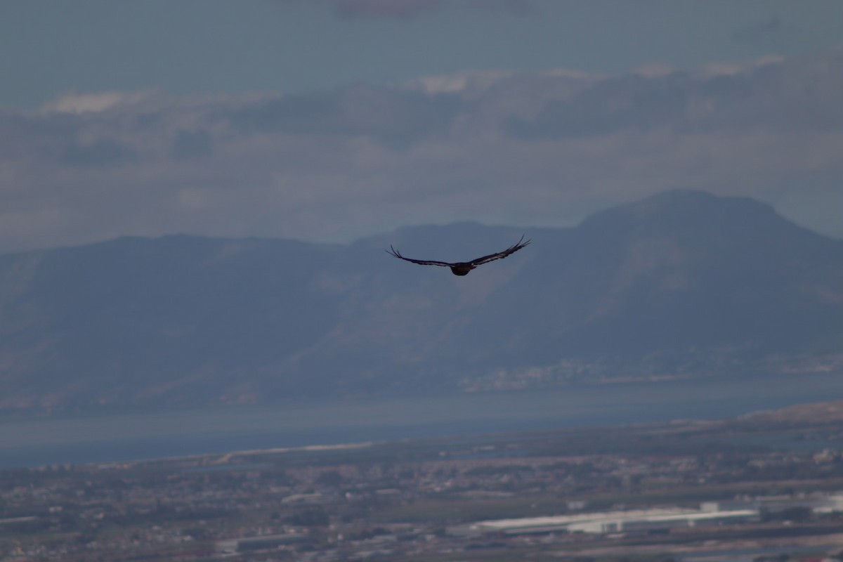 Jackal Buzzard - Amber-Rose Veitch