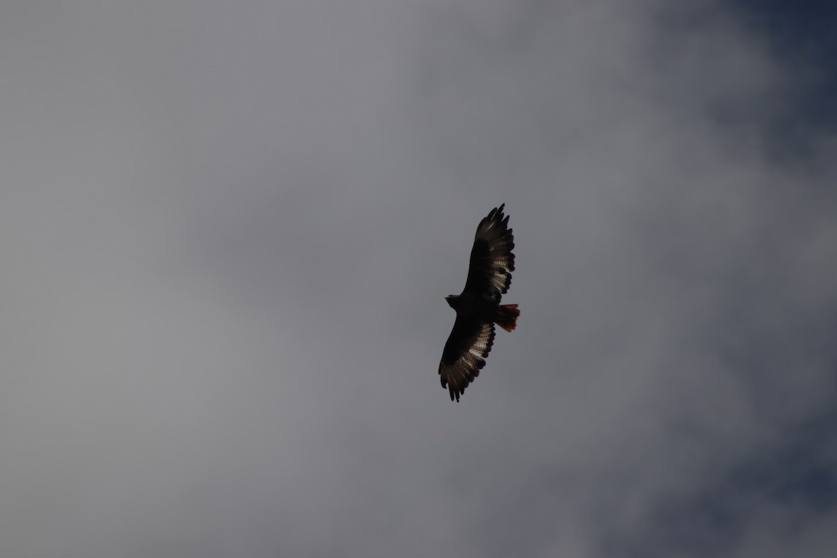 Jackal Buzzard - ML613550123