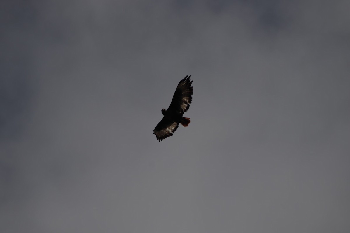 Jackal Buzzard - ML613550124