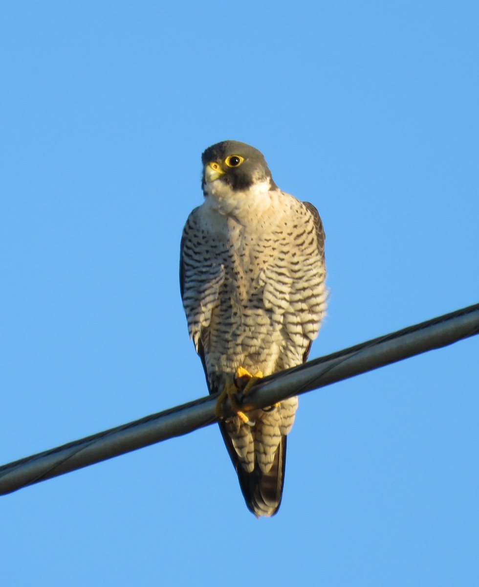 Peregrine Falcon - Chuck Jones